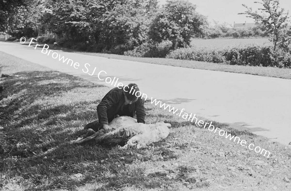 SHEARING A SHEEP AT BALLYDAVID NEAR POOLE'S CROSS